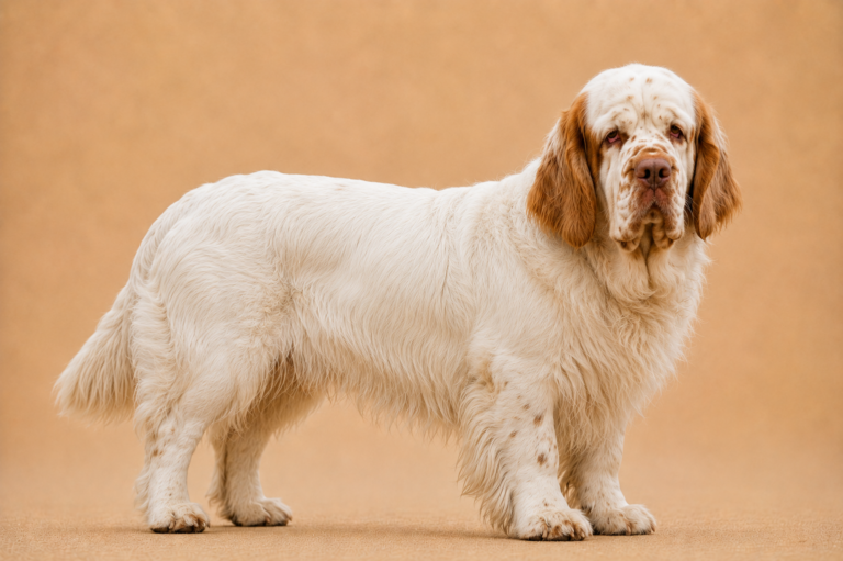 Clumber-Spaniel – illustration générée par IA