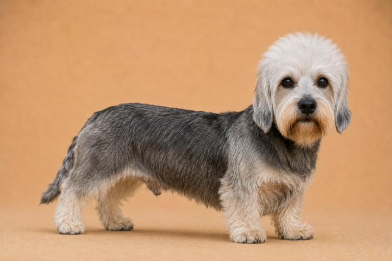 Dandie Dinmont Terrier – illustration générée par IA