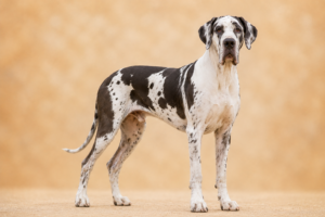 Dogue allemand