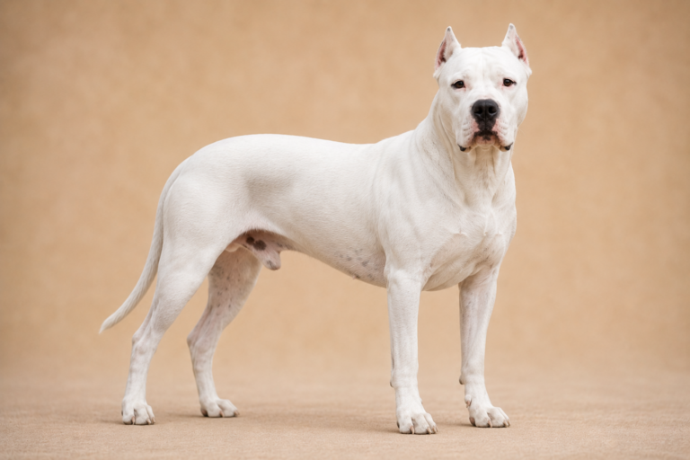 Dogue argentin – illustration générée par IA