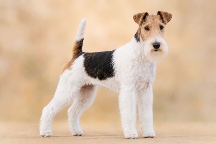 Fox Terrier à poil dur