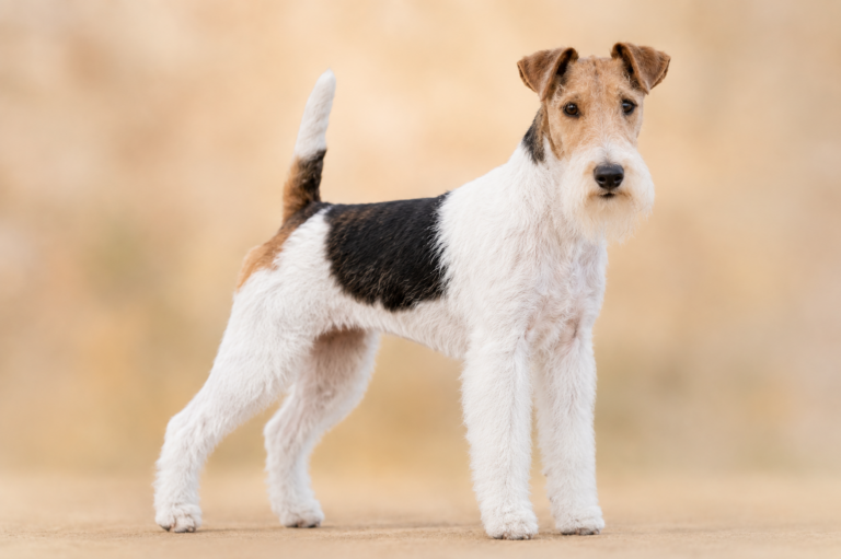 Fox Terrier à poil dur – illustration générée par IA