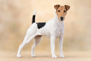 Fox Terrier à poil lisse