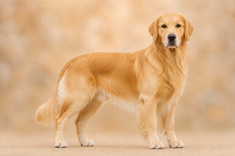 Golden Retriever – illustration générée par IA