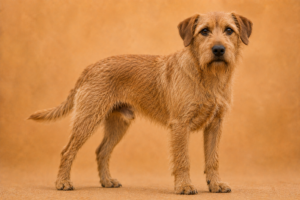 Griffon fauve de Bretagne
