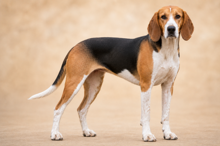 Harrier – illustration générée par IA