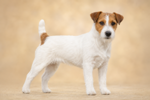 Jack Russell Terrier