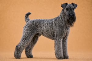 Kerry Blue Terrier