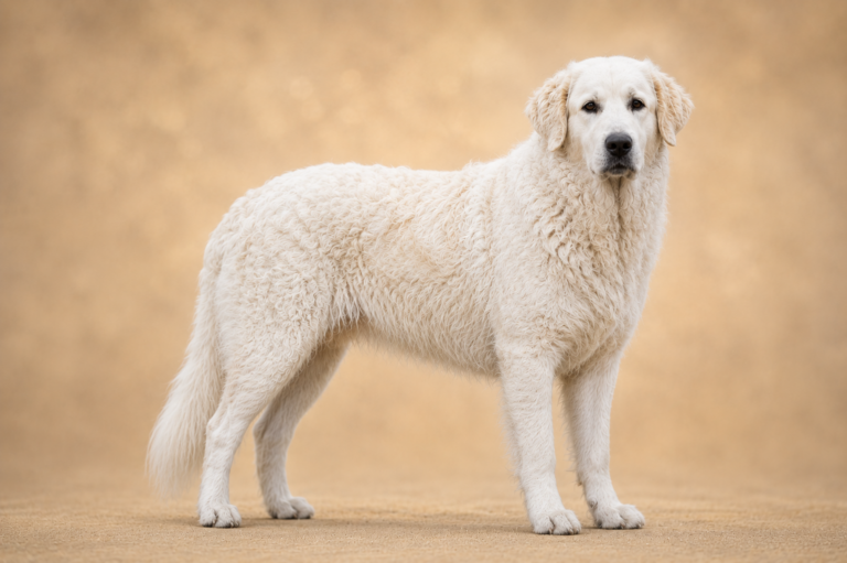Kuvasz Hongrois – illustration générée par IA