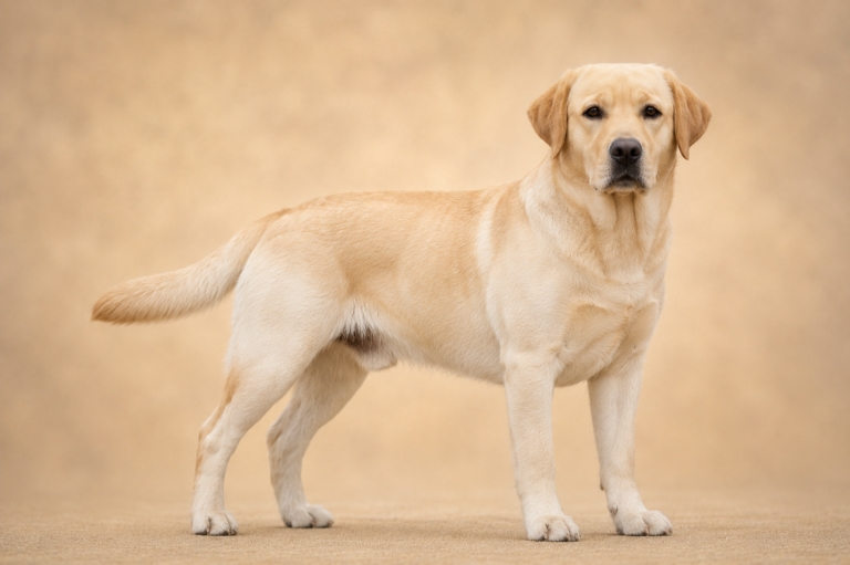 Labrador Retriever – illustration générée par IA