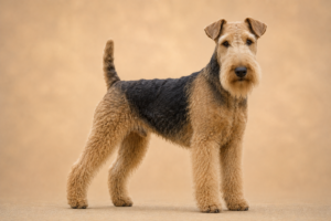 Lakeland Terrier