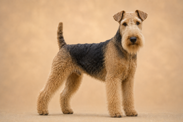Lakeland Terrier