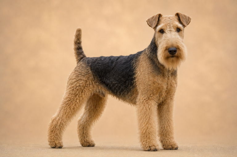Lakeland Terrier – illustration générée par IA