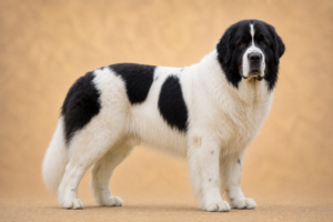 Landseer