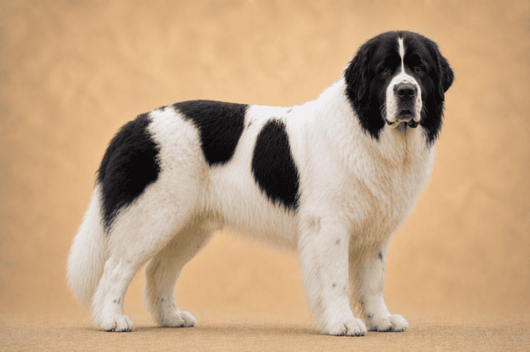 Landseer – illustration générée par IA