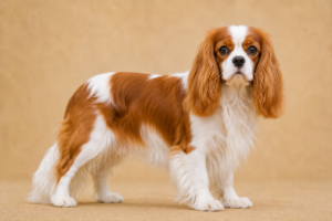 Cavalier King Charles Spaniel