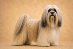 Lhassa Apso