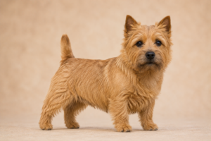 Norwich Terrier