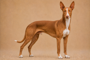 Podenco Canario