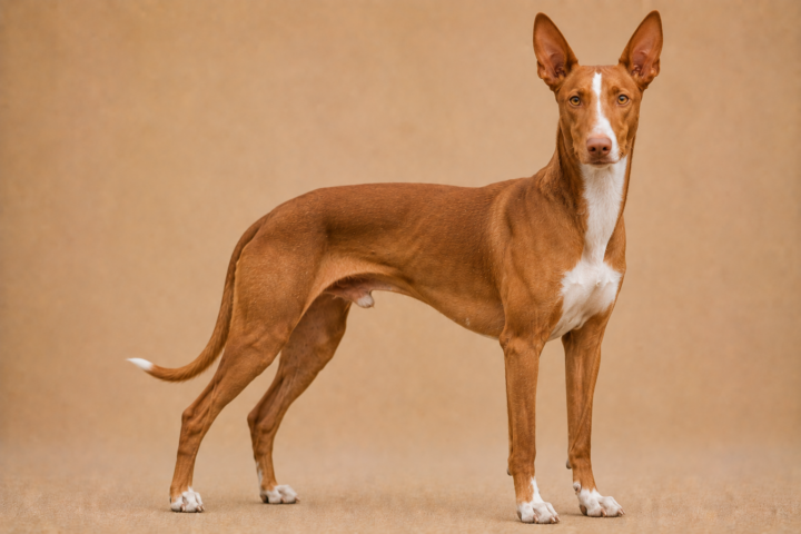 Podenco Canario