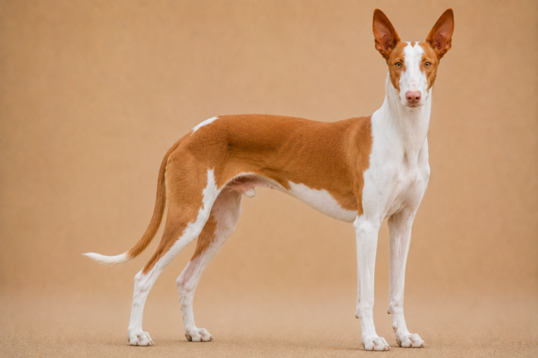Podenco Ibicenco – illustration générée par IA