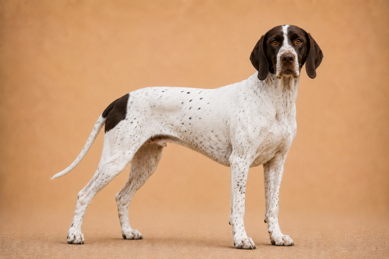 Pointer Anglais – illustration générée par IA