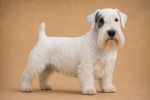 Sealyham Terrier