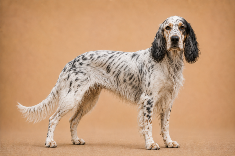 Setter Anglais – illustration générée par IA