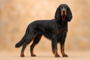 Setter Gordon