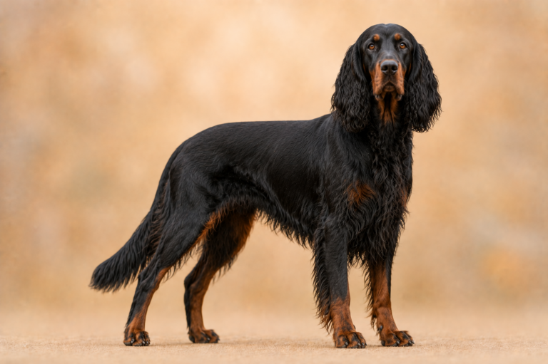 Setter Gordon – illustration générée par IA
