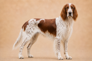 Setter irlandais rouge et blanc