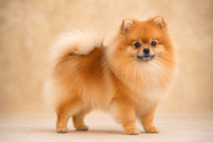 Spitz allemand