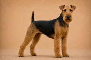 Terrier d’agrément anglais noir et feu