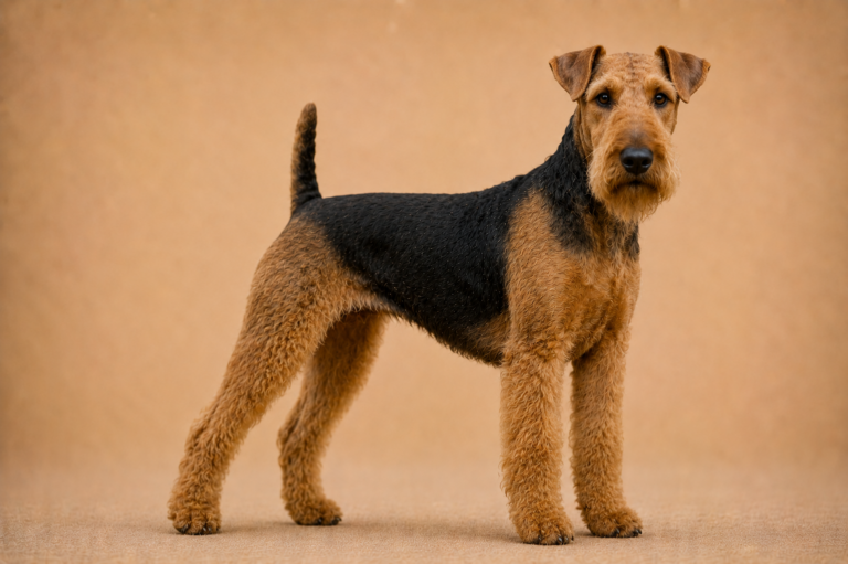 Terrier d’agrément anglais noir et feu – illustration générée par IA