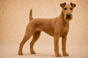 Terrier irlandais
