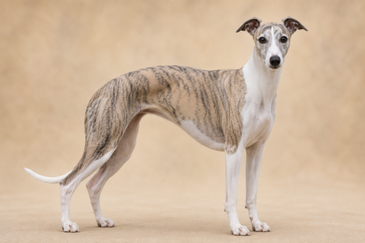 Whippet
